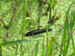 SX15220 Black worm crawling over duckweed (Pelophylax ridibundus).jpg